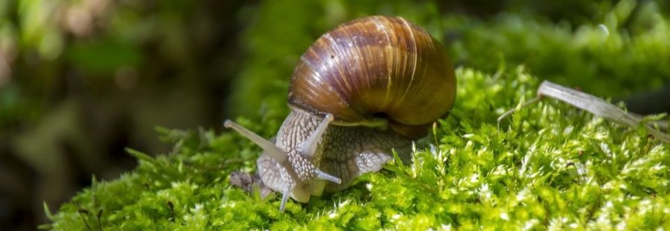 south american snail