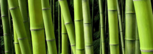 Bamboo, Natural Supplements, Dr. Sears, My Pure Radiance, All Natural Beauty