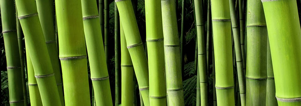 Bamboo, Natural Supplements, Dr. Sears, My Pure Radiance, All Natural Beauty